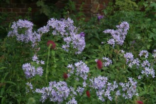 Campanula lactiflora 'Prichard's Variety' bestellen